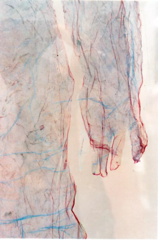 Valérie Novello - Peaux sous verre